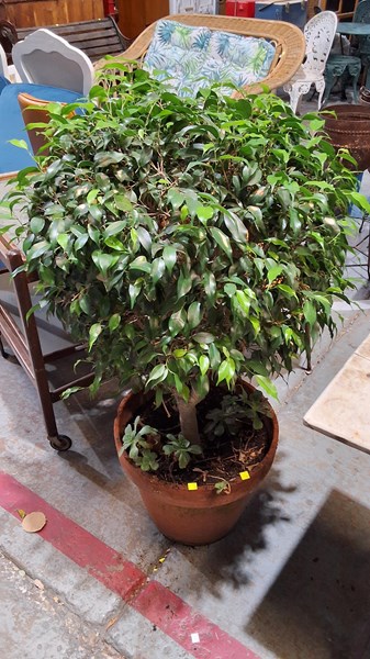 Lot 495 - WEEPING FIG