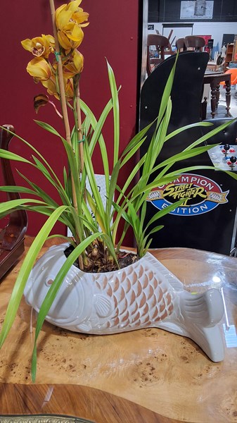 Lot 498 - POT PLANT