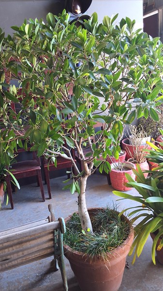 Lot 489 - FICUS