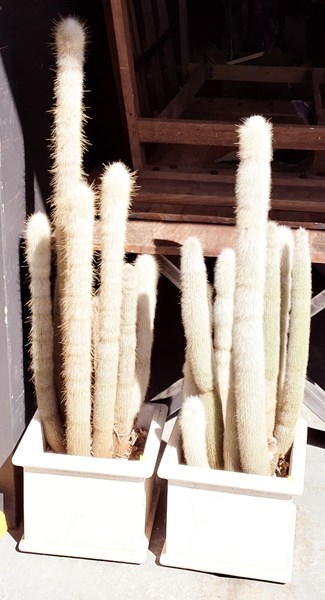 Lot 415 - POTTED CACTI