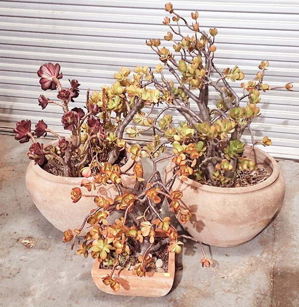 Lot 404 - POTTED SUCCULENTS