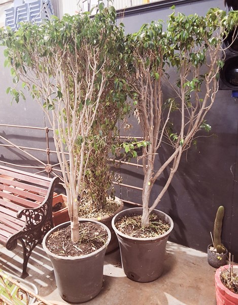 Lot 402 - POTTED FICUS TREES