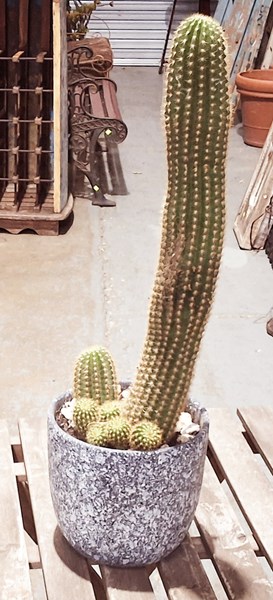 Lot 412 - CACTI