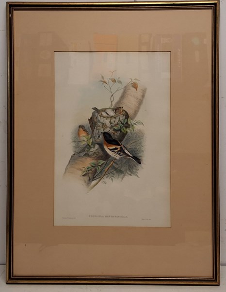 Lot 1091 - JOHN GOULD (1804-81)