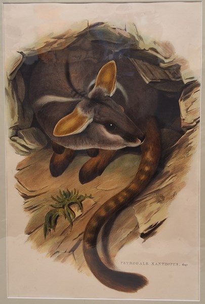 Lot 1094 - JOHN GOULD (BRITAIN, 1804-1881)