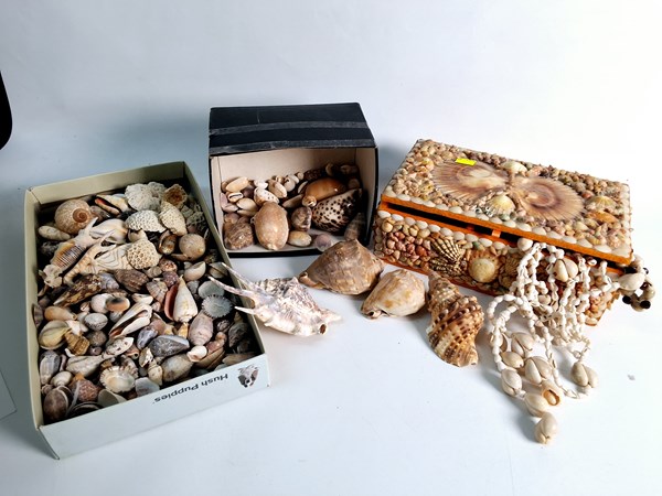 Lot 1236 - SHELLS