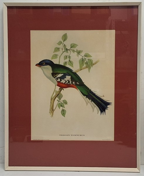 Lot 1057 - JOHN GOULD (BRITAIN, 1804-1881)