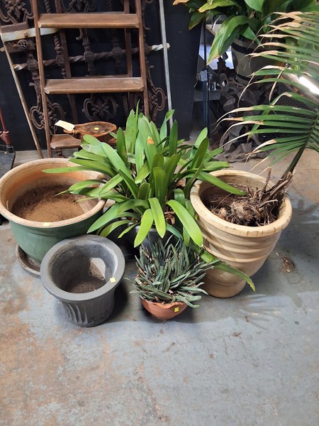 Lot 457 - POT PLANTS