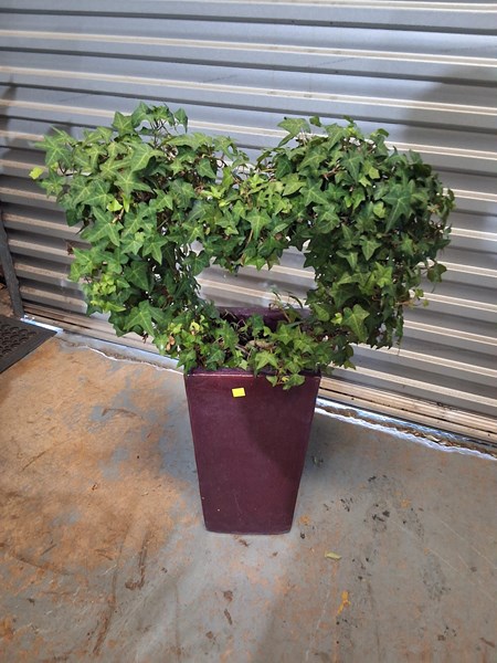 Lot 453 - TOPIARY