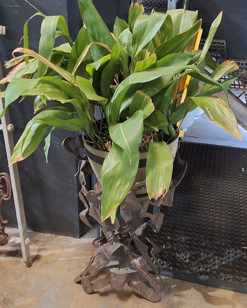 Lot 454 - POT PLANT