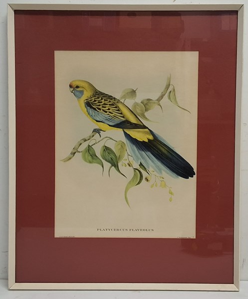 Lot 1058 - JOHN GOULD (BRITAIN, 1804 -1881)