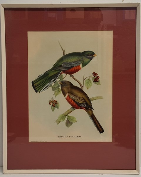 Lot 1059 - JOHN GOULD (BRITAIN, 1804-1881)