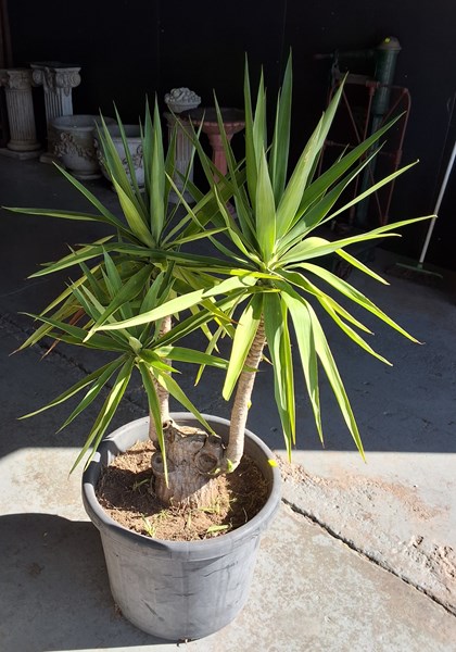 Lot 290 - POTTED YUCCA