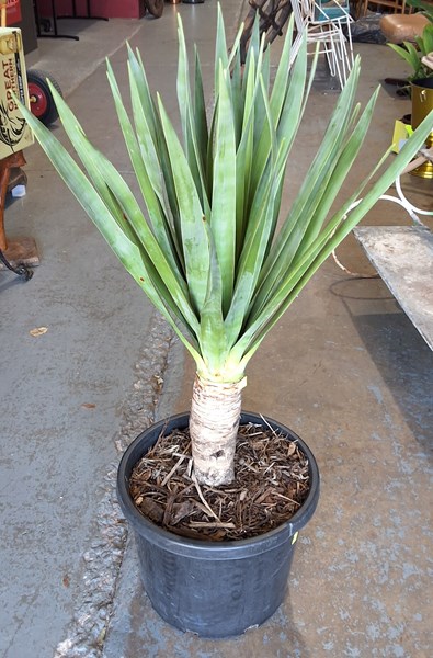 Lot 292 - POT PLANT
