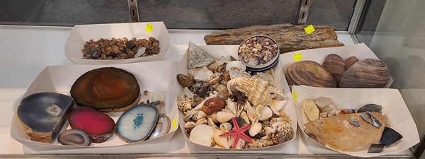 Lot 1365 - SHELLS & MINERALS