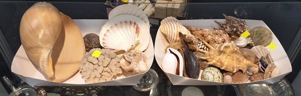 Lot 1336 - SHELLS