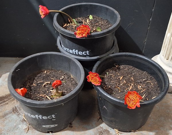 Lot 282 - POTTED PLANTS