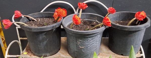 Lot 303 - OX TONGUE LILLIES