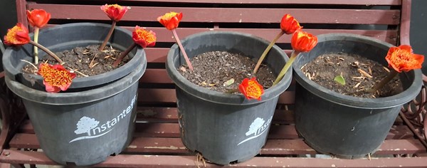 Lot 306 - OX TONGUE LILLIES