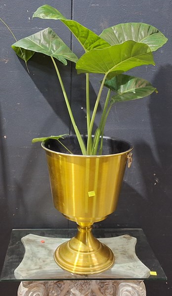 Lot 280 - POT PLANT