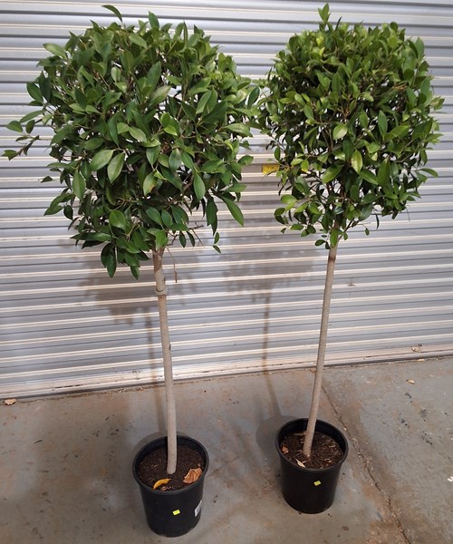 Lot 307 - TOPIARY