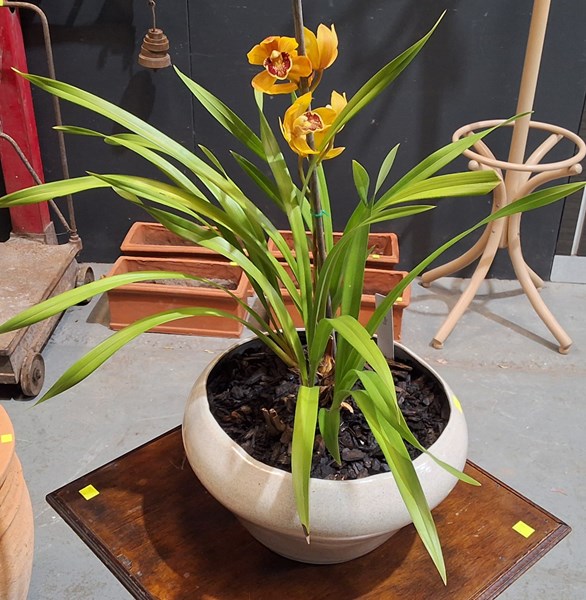 Lot 296 - POT PLANT