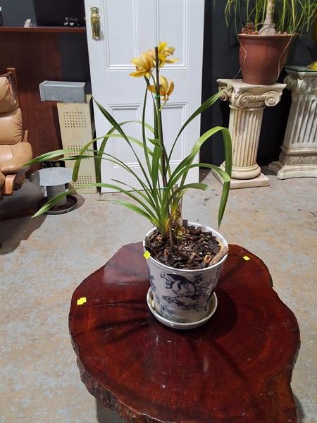 Lot 300 - POT PLANT