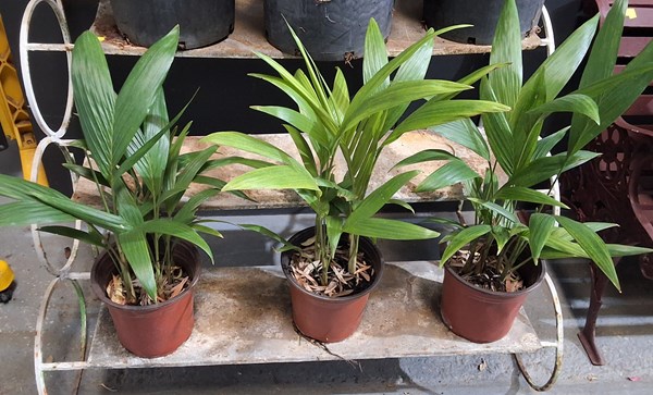 Lot 304 - POT PLANTS
