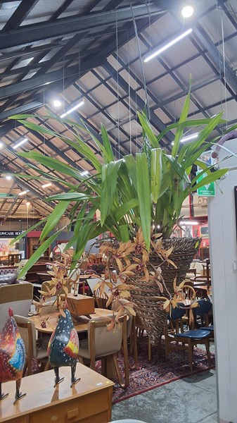 Lot 261 - HANGING PLANT