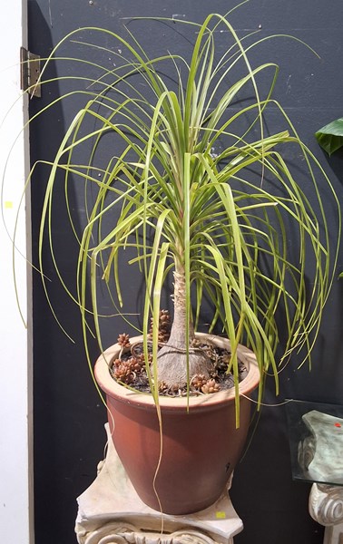 Lot 279 - POT PLANT