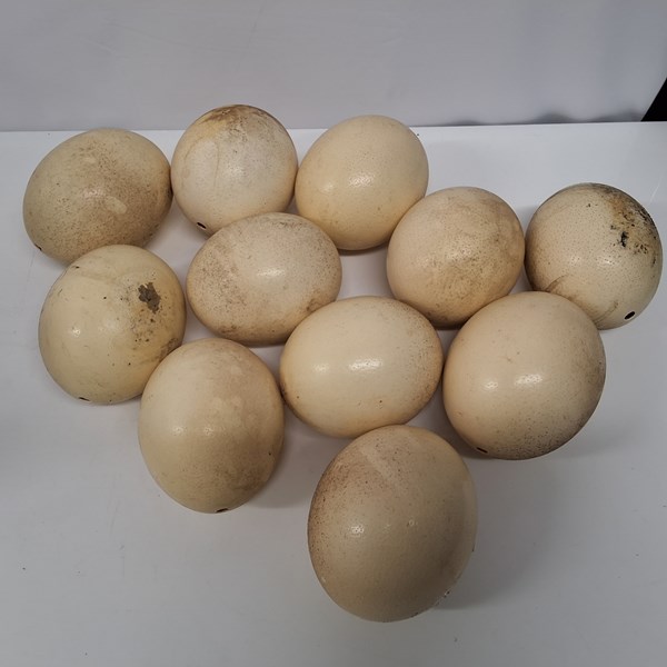 Lot 1117 - OSTRICH EGGS