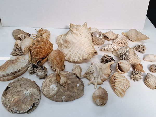 Lot 1307 - SHELLS