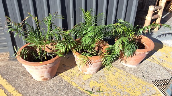 Lot 291 - POT PLANTS