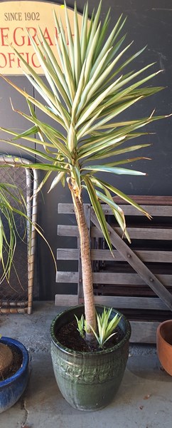 Lot 302 - POT PLANT