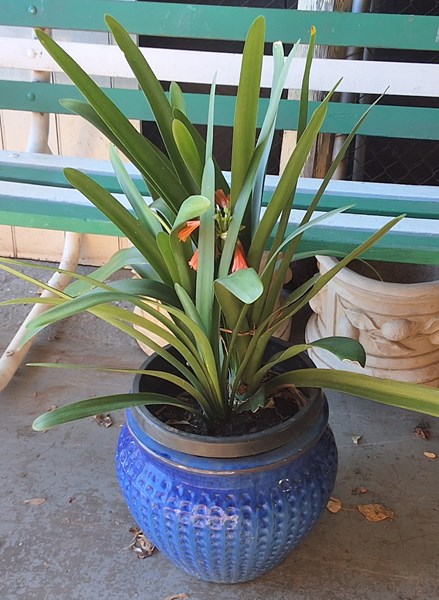 Lot 298 - POTTED CLIVIA