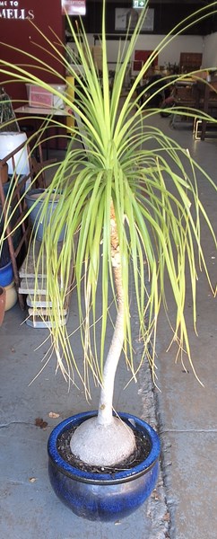 Lot 301 - POTTED PLANT
