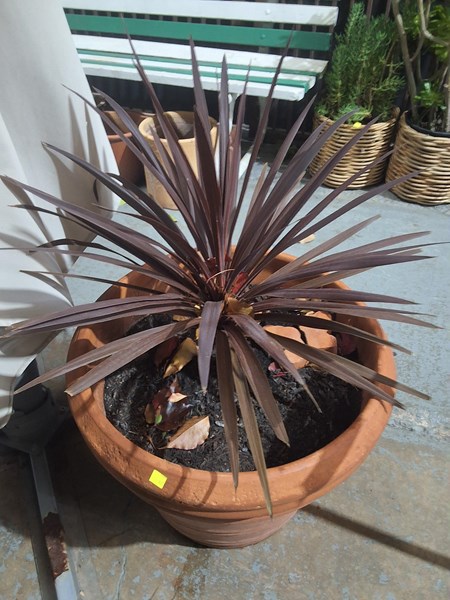 Lot 395 - CORDYLINE