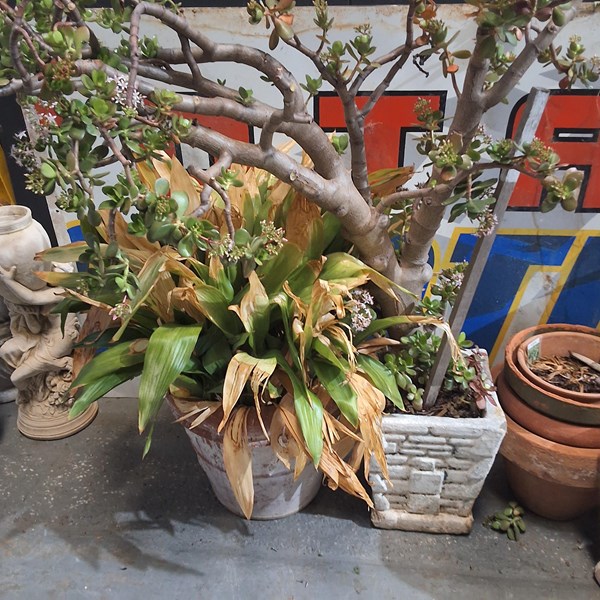 Lot 390 - POTTED PLANTS