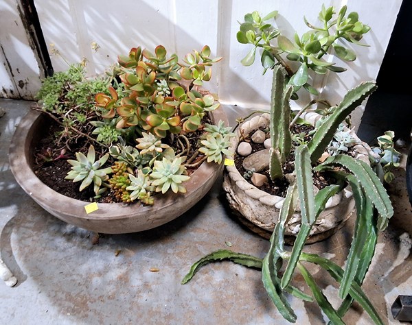 Lot 399 - POT PLANTS