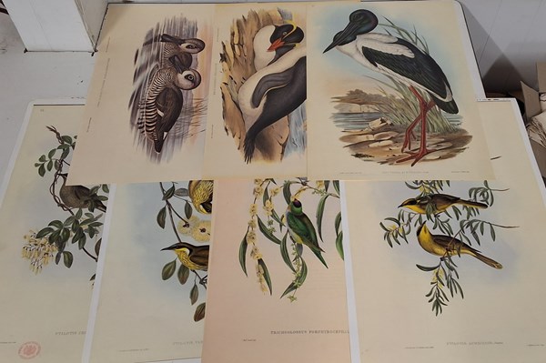 Lot 1201 - JOHN GOULD