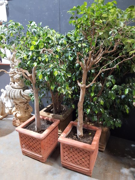 Lot 404 - FICUS TREES