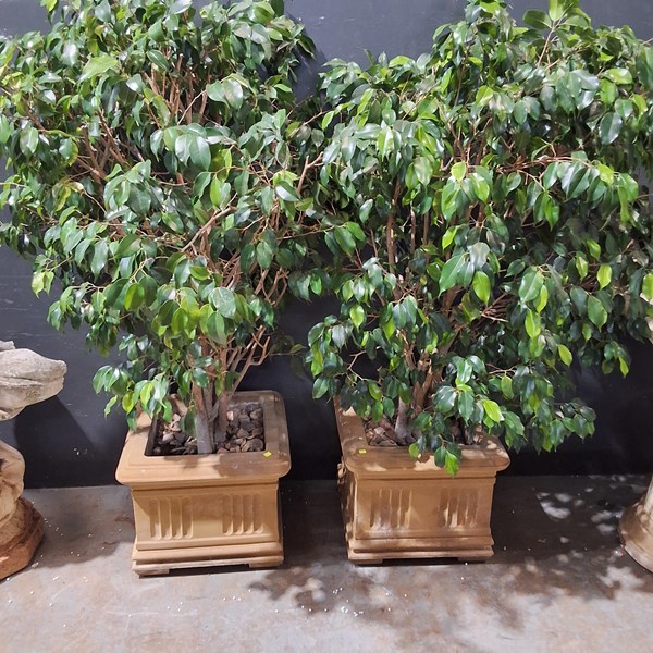 Lot 401 - POTTED PLANTS