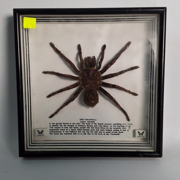 Lot 1188 - TARANTULA SPECIMEN