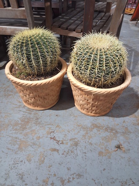 Lot 408 - CACTI
