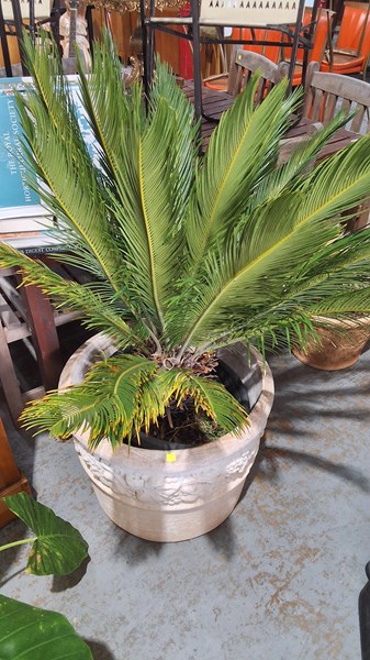 Lot 434 - CYCAD