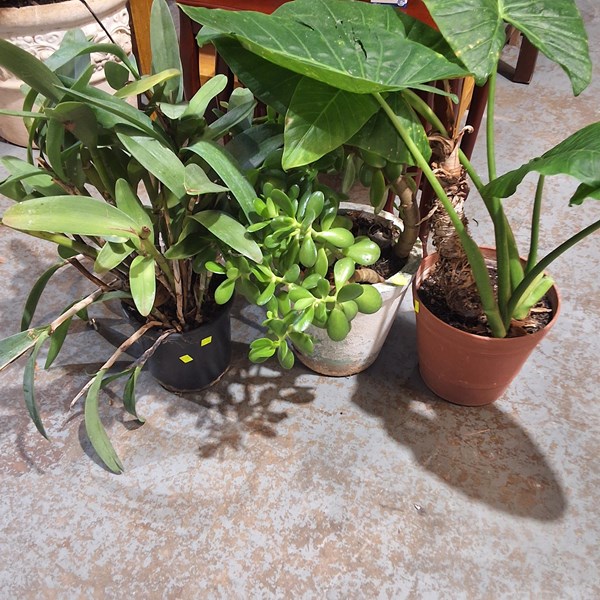 Lot 457 - POTTED PLANTS