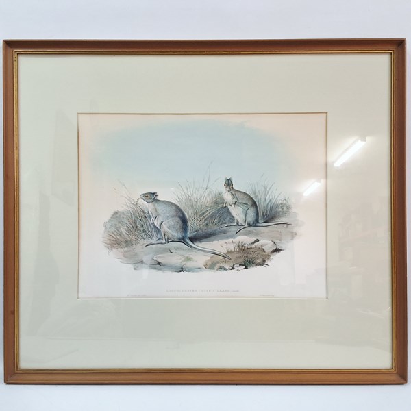 Lot 1115 - JOHN GOULD PRINT