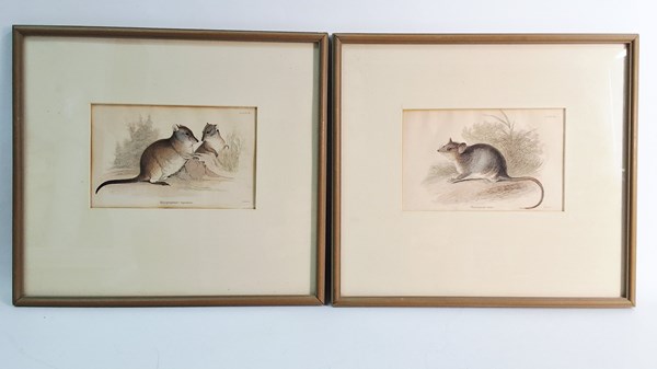 Lot 1182 - WILLIAM HOME LIZARS