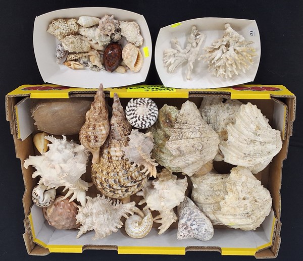 Lot 1542 - SEASHELLS