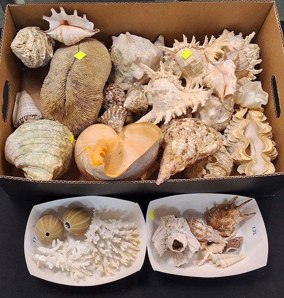 Lot 1205 - SEASHELLS